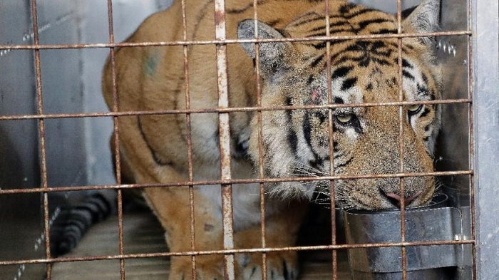 Tiger taken from `world`s worst zoo` arrives in South Africa 